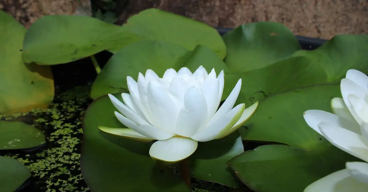 Yin yoga in Den Bosch: vind de beste lessen bij jou in de buurt.